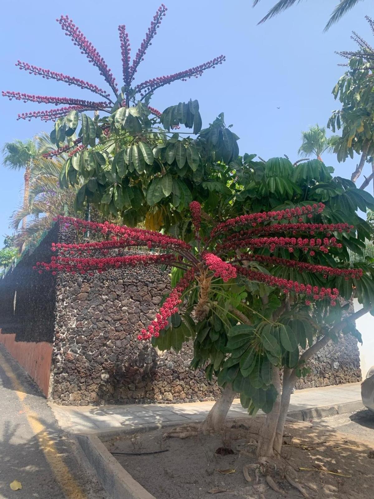 Casa Susanna Apartment Costa Del Silencio Dış mekan fotoğraf